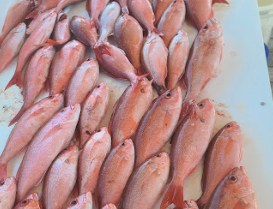 Red Snapper vs Valimine Snapper